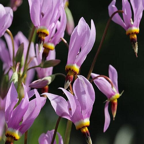 Dodecatheon Flower Seeds Purple – Heirloom, Non-GMO, High Germination Seeds