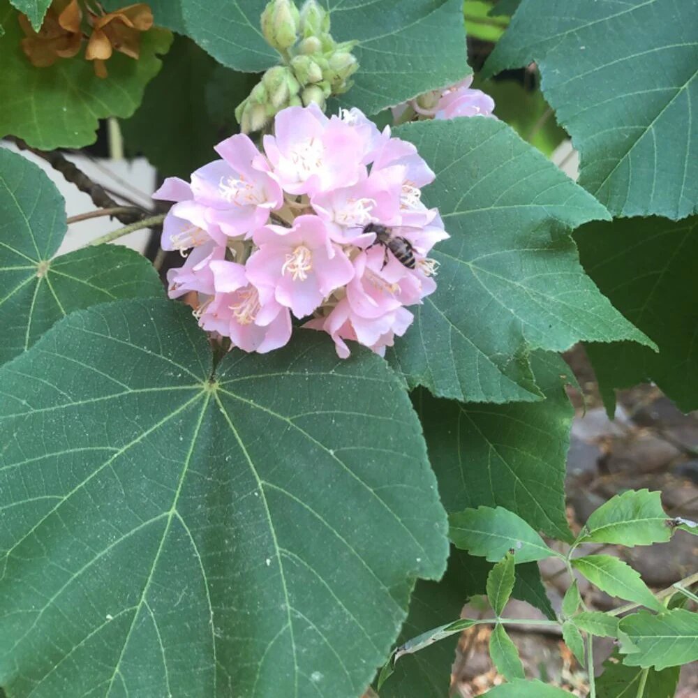 Light Pink Dombeya Flower Seeds – Heirloom, Non-GMO, High Germination Seeds