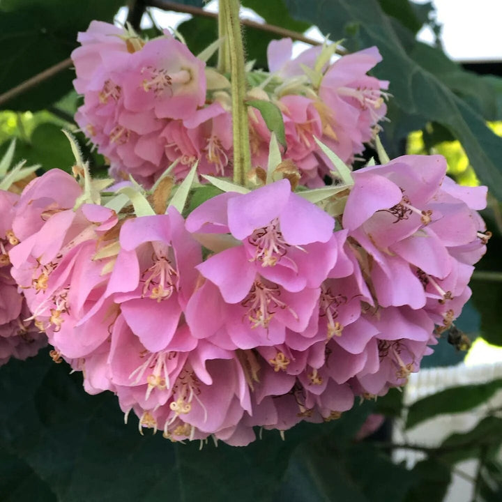 Pink Dombeya Flower Seeds – Heirloom Non-GMO High Germination Seeds for Planting