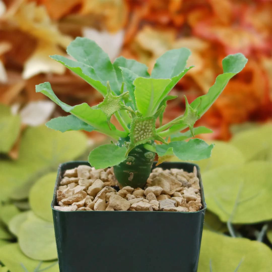 Green Dorstenia herb seeds