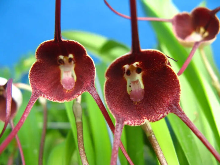 Semillas de flores Marron Drácula Simia – Cimarrón, sin OMG, de alta germinación