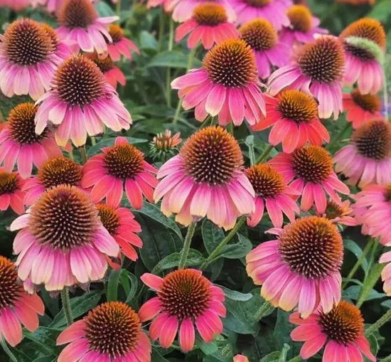droughtresistantcoldresistantnewbiefriendlyechinaceapurpureacutflowerheirloomnongmohighgerminationorganicgarden flower seeds