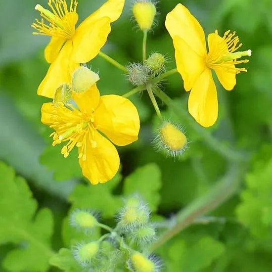 droughtresistantheatresistantchelidoniummajusperennialvarietiesofperennialrootflowerheirloomnongmohighgerminationorganicgarden flower seeds