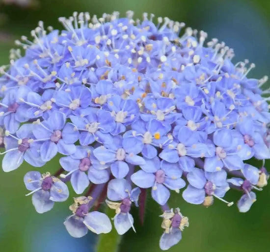 droughtresistantheatresistantnopestsordiseasessuitablefornovicestrachymenecoeruleagrahamcutflowerheirloomnongmohighgerminationorganicgarden flower seeds