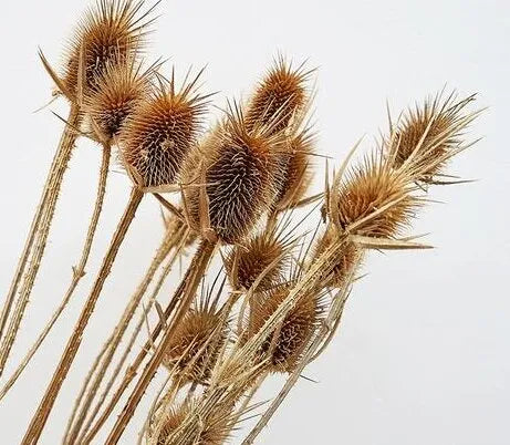 droughtresistanthighqualityvarietywideadaptabilitydipsacussativuscutflowerheirloomnongmohighgerminationorganicgarden flower seeds
