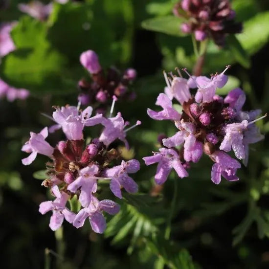 droughtresistantopenpollinatedthymusperennialvarietiesofperennialrootflowerheirloomnongmohighgerminationorganicgarden flower seeds