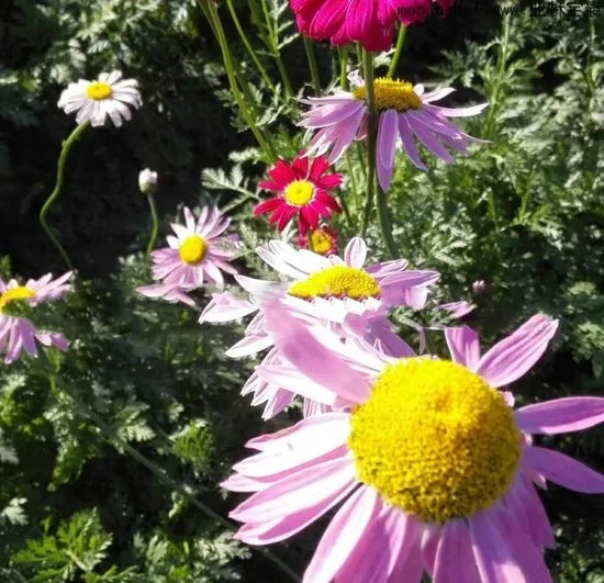 droughtresistantwiderangeofusesenvironmentallyfriendlypyrethrumperennialvarietiesofperennialrootflowerheirloomnongmohighgerminationorganicgarden flower seeds