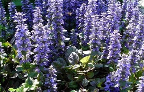 droughttolerancecoldresistantperennialherbhyssopheirloomnongmohighgerminationorganicgarden flower seeds