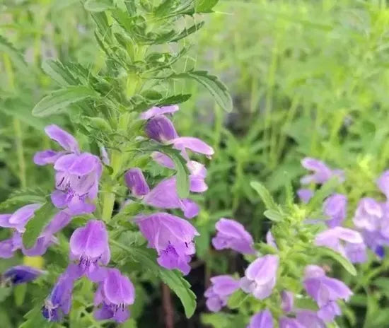 droughttoleranceannualflowerplantdragonheadheirloomnongmohighgerminationorganicgarden flower seeds