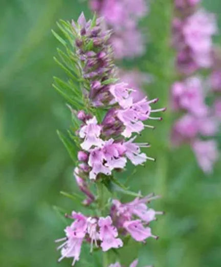 droughttolerancecoldresistantpinkhyssopheirloomnongmohighgerminationorganicgarden flower seeds