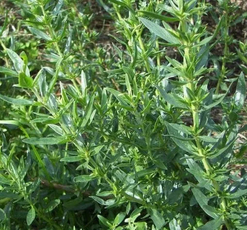 droughttolerancehyssopforsowingheirloomnongmohighgerminationorganicgarden flower seeds
