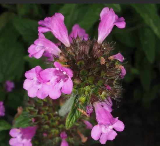 droughttolerancewildbasilforsowingheirloomnongmohighgerminationorganicgarden flower seeds