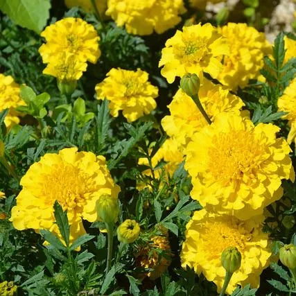 droughttolerantcoldtolerantmarigolddiseaseresistantmarigoldflowerheirloomnongmohighgerminationorganicgarden flower seeds