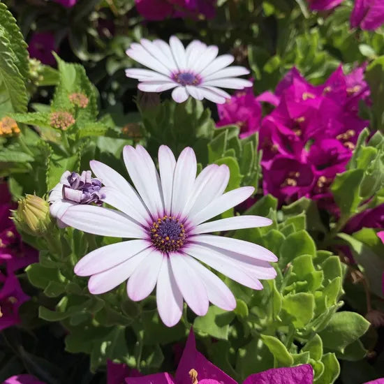 droughttolerantlightlovingstrongbranchingosteospermumheirloomnongmohighgerminationorganicgarden flower seeds