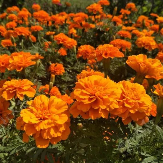 droughttolerantdiseaseresistantmarigoldflowerheirloomnongmohighgerminationorganicgarden flower seeds