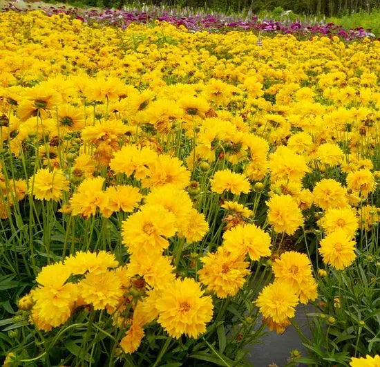droughttolerantperennialvarietiescoreopsisearlysunriseheirloomnongmohighgerminationorganicgarden flower seeds