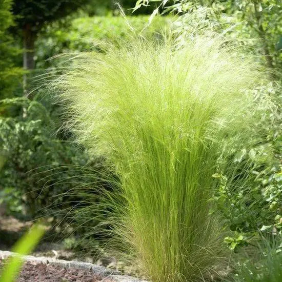 droughttolerantvigorousgrowthperennialgrassperennialgrassstipatenuissimacutflowerheirloomnongmohighgerminationorganicgarden flower seeds