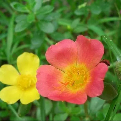 droughttolerantwarmthlovinghelianthemumperennialvarietiesofperennialflowerrootheirloomnongmohighgerminationorganicgarden flower seeds