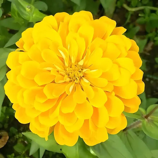 droughttolerantwarmthlovingstrongannualherbflowerzinniaheirloomnongmohighgerminationorganicgarden flower seeds