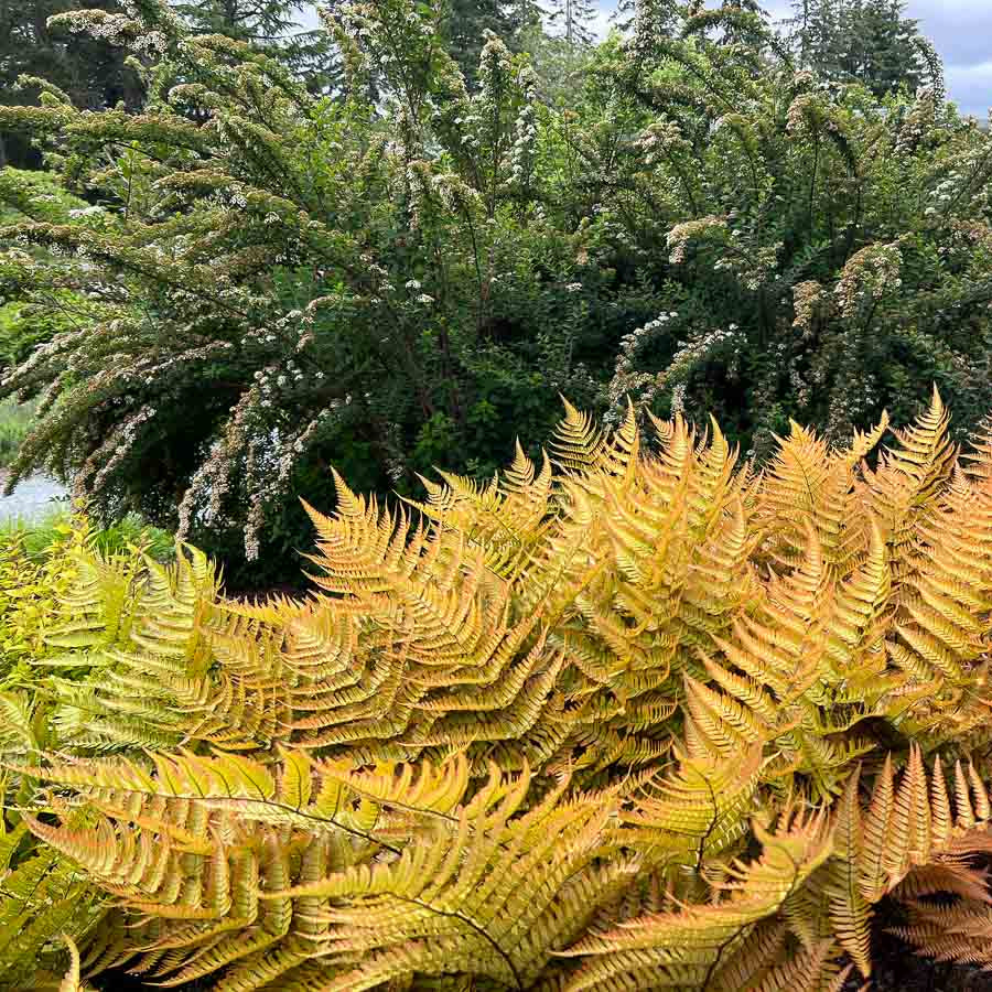 Dryopteris Erythrosora herb seeds