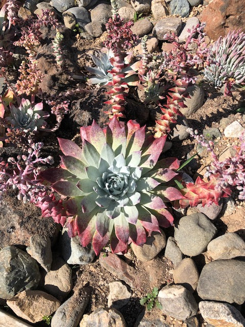 Dudleya Flower Seeds for Planting – Heirloom, Non-GMO, High Germination Seeds