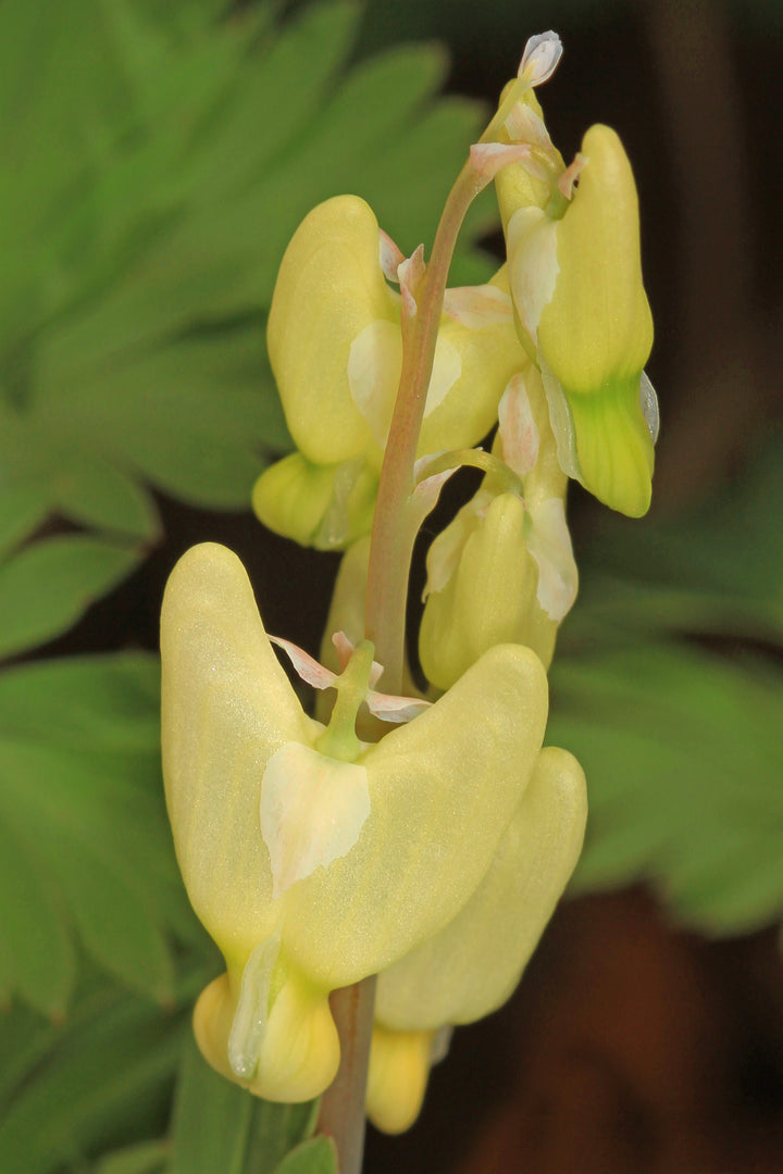 Yellow Cucullaria Flower Seeds – Heirloom, Non-GMO, High Germination Seeds
