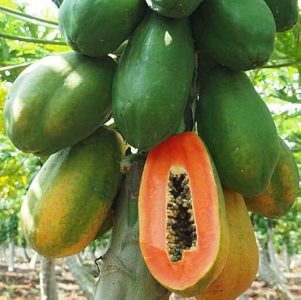 dwarf sweet flower seeds