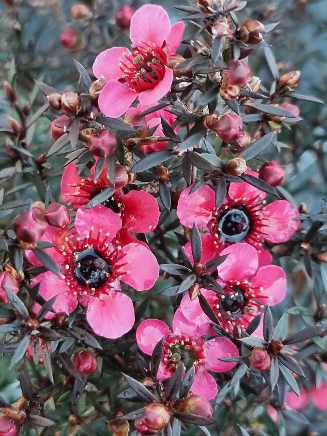 Leptospermum Flower Seeds Pink – Seeds for Planting, Heirloom, Non-GMO, High Germination Organic Garden Seeds