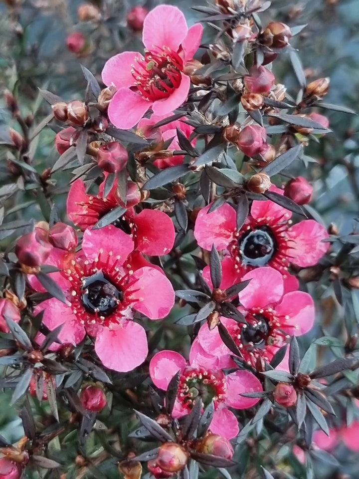 Leptospermum Flower Seeds Pink – Seeds for Planting, Heirloom, Non-GMO, High Germination Organic Garden Seeds