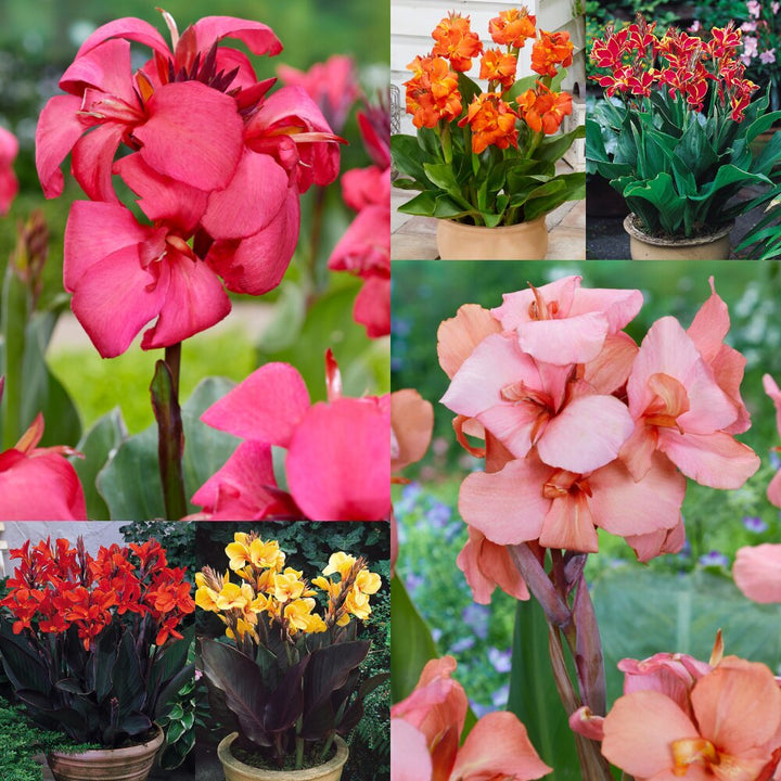 Mixed Canna Edulis Flower Seeds – Heirloom, Non-GMO, High Germination Organic Seeds