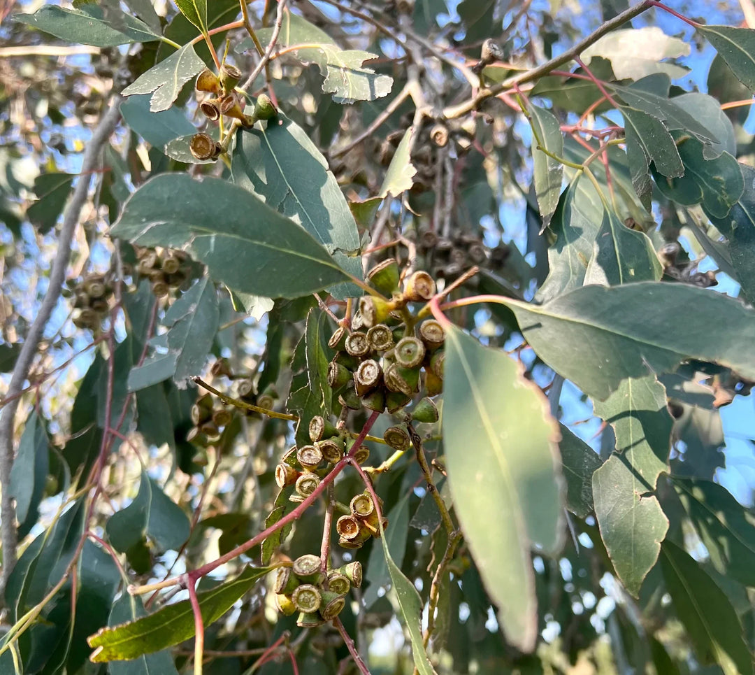 Eucalyptus Plant herb seeds