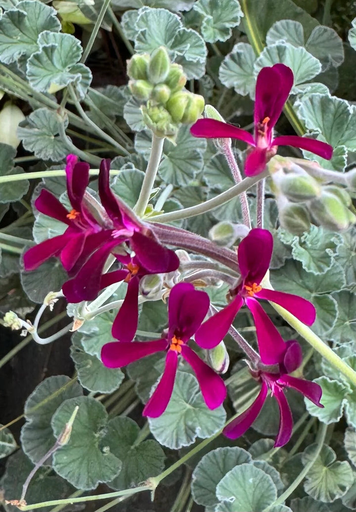 Pelargonium Sidoides Flower Seeds – Heirloom, Non-GMO, High Germination Seeds
