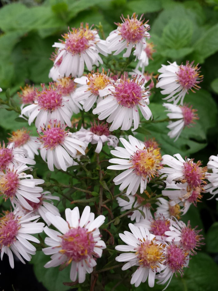 White Pink Lateriflorus Flower Seeds – Heirloom, Non-GMO, High Germination Organic Garden Seeds for Planting