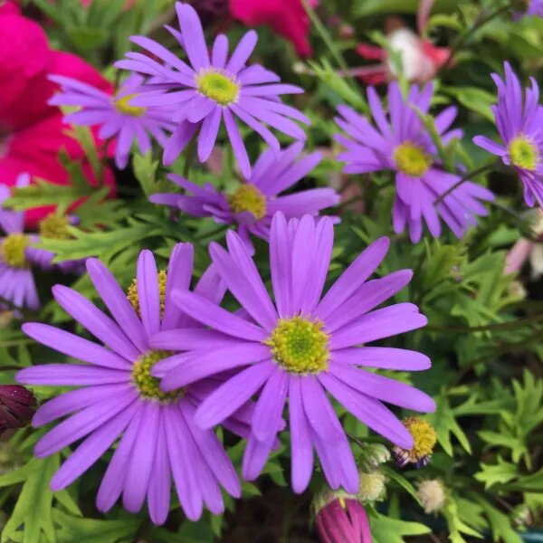 Violet Brachyscome Flower Seeds – Heirloom, Non-GMO, High Germination Organic Garden Seeds for Planting