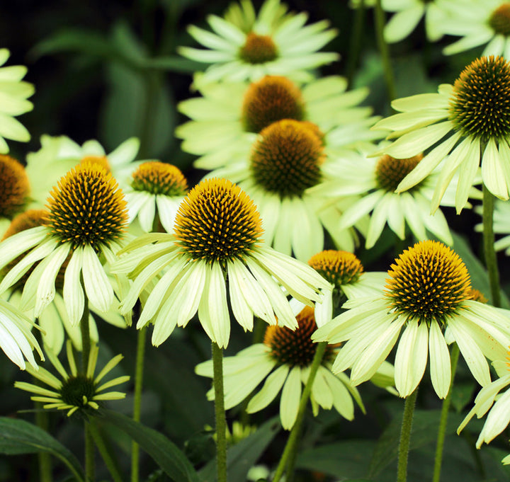 Echinacea Flower Seeds Green – Heirloom Non-GMO High Germination Seeds