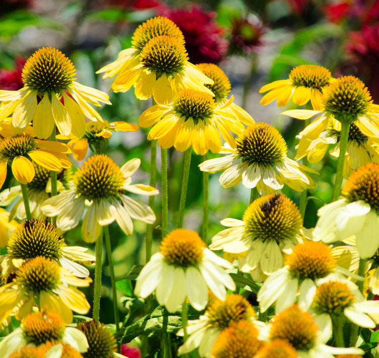 Echinacea Coneflower Flower Seed Yellow – Heirloom Non-GMO High Germination Seeds