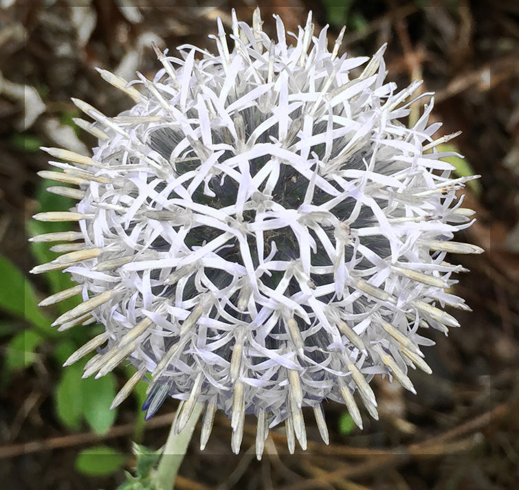 Echinops Flower Seeds – Heirloom Non-GMO High Germination Organic Garden Seeds