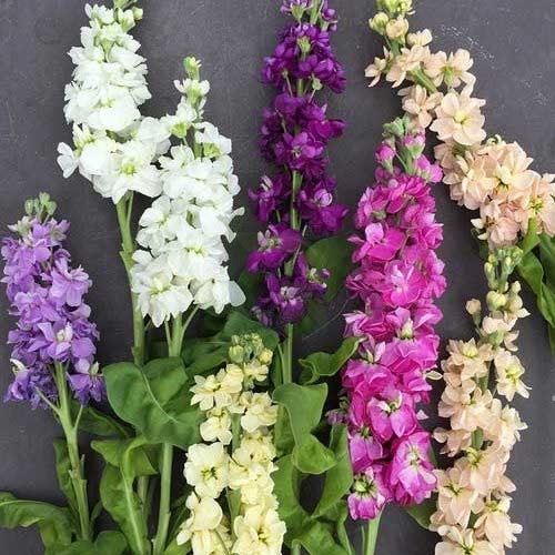 Mixed Hoarystock Flower Seeds – Heirloom, Non-GMO, High Germination Seeds