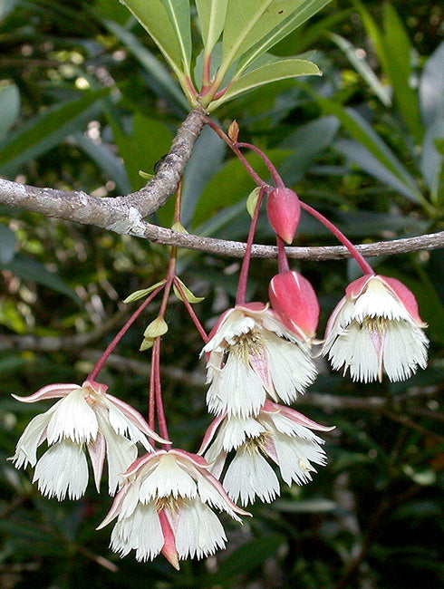 Elaeocarpus Flower Seeds – Heirloom, Non-GMO, High Germination Garden Seeds
