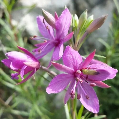 Epilobium Flower Seeds – Heirloom, Non-GMO, High Germination Organic Garden Seeds