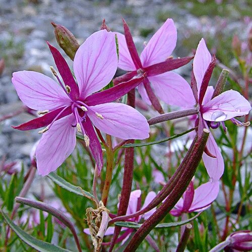 Epilobium Flower Seeds – Heirloom, Non-GMO, High Germination Organic Garden Seeds