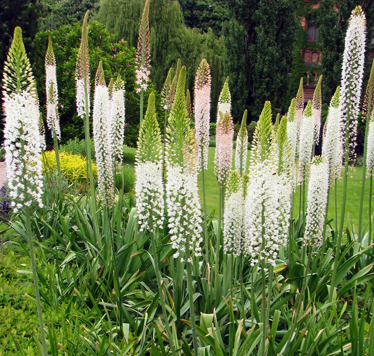 White Foxtail Lilly Flower Seeds – Heirloom Non-GMO High Germination Organic Garden