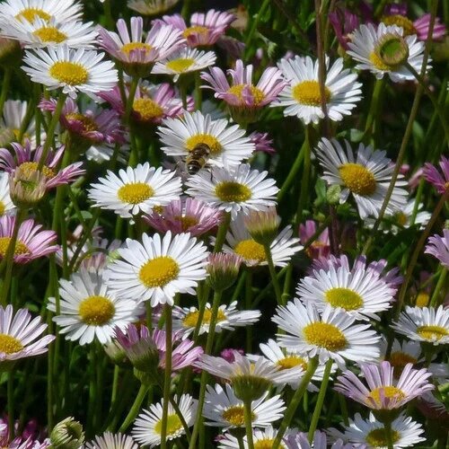 White Erigeron Karvinskianus Flower Seeds Heirloom Non-GMO High Germination Seeds