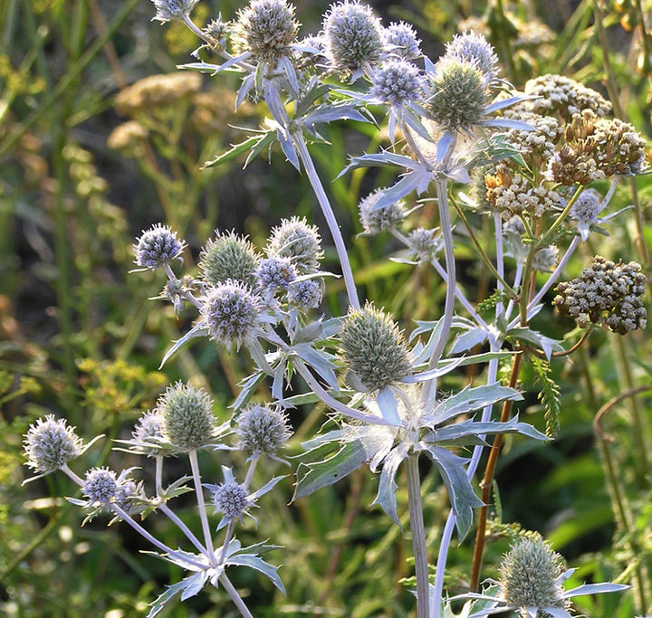 White Eryngium Flower Seeds – Heirloom, Non-GMO, High Germination Garden Seeds