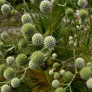 Green Eryngium Flower Seeds – Heirloom, Non-GMO, High Germination Seeds