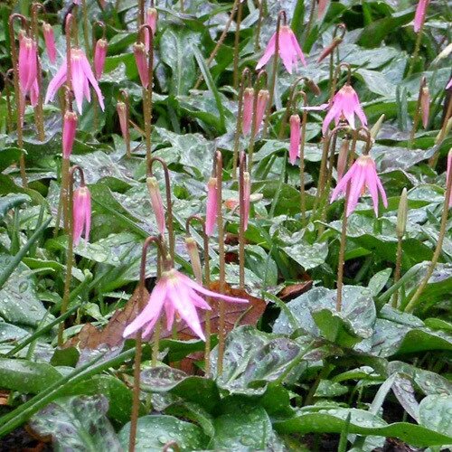 Erythronium Flower Seeds Pink – Heirloom, Non-GMO, High Germination Seeds