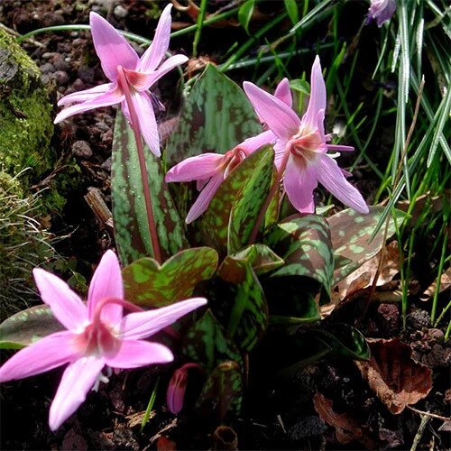 Erythronium Flower Seeds Pink – Heirloom, Non-GMO, High Germination Seeds