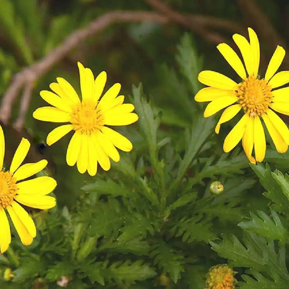 Daisy Flower Seeds Yellow – Heirloom Non-GMO High Germination Organic Garden Seeds
