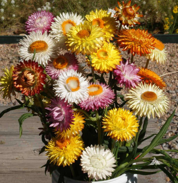 Mixed Xerochrysum Flower Seeds – Heirloom, Non-GMO, High Germination Seeds