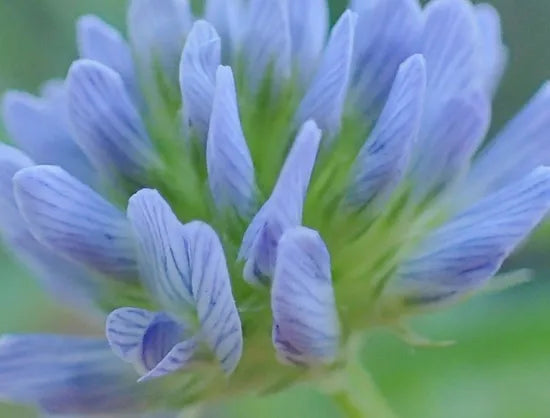 easytomaintaintrigonellacaeruleaaromaticheirloomnongmohighgerminationorganicgarden flower seeds